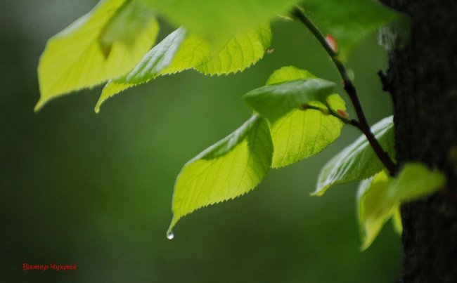 Весняні краплинки: волинський фотограф показав ніжну красу дощового Луцька. ФОТО