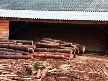 На Волині лісокрадії зрізали 26 дерев, чим завдали збитків на майже 200 тисяч