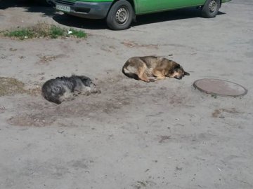 «Ласка» привезла у Луцьк 10 собак із Каменя-Каширського