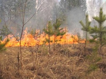 На українсько-білоруському кордоні гасили пожежу