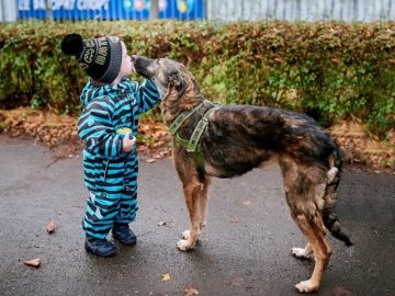 Добра, активна і любить людей: собаці Беллі, яку врятували активісти, досі шукають господаря