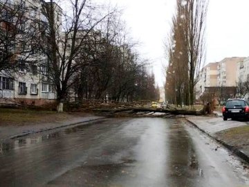 У Луцьку на Кравчука дорогу перегородило повалене дерево
