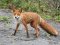 У селищі на Волині оголосили карантин: скажена лисиця забігла на подвір`я місцевого жителя