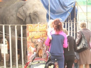У Луцьку заборонили пересувні «тваринні» цирки