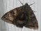 У Чорнобильській зоні знайшли метелика розміром з пташку. ФОТО