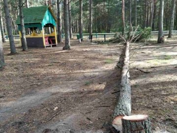 На Волині лісопорушник зрізував дерева біля альтанки у рекреаційній зоні. ФОТО
