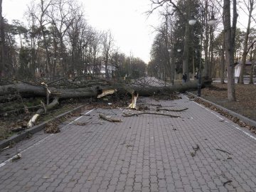 Повалені дерева і розтрощені авто: в Україні вирує ураганний вітер. ФОТО