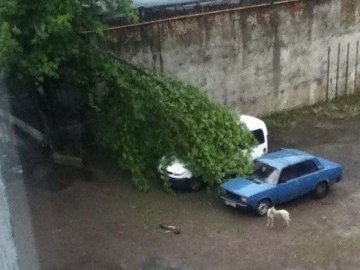 Негода у Луцьку: поламані дерева та понівечені авто. ФОТО