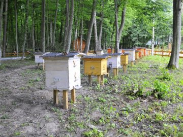 Лісові пасічники на Волині зібрали майже 4 тонни меду