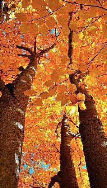 Депутат показав красу волинського лісу восени. ФОТО