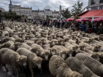 Центр Ліона окупували тисяча овець