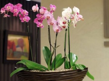 Волинянин за крадіжку орхідеї відсидить понад три роки
