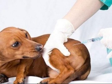 У Луцьку безкоштовно вакцинуватимуть домашніх тварин  від сказу