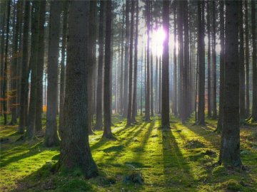 Депутати Волиньради вимагають повернути ліси громаді 