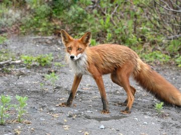 На Рівненщині через сказ відстрілюють лисиць