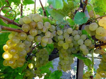 В Україні запровадили нове свято – День виноградаря і винороба