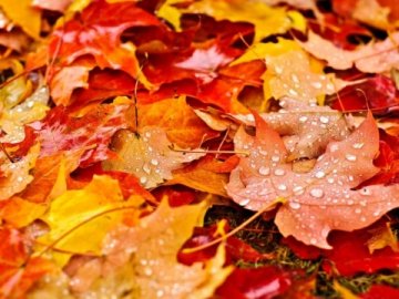 Погода в Луцьку та Волинській області на п’ятницю, 15 листопада