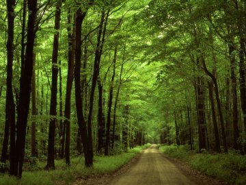 За рік ПриватБанк зберіг 16 гектарів лісу*