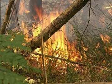 На Волині згоріло більше 5 гектарів лісу