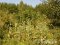 За 140 рослин незаконно посіяного маку волинянці загрожує 3 роки тюрми