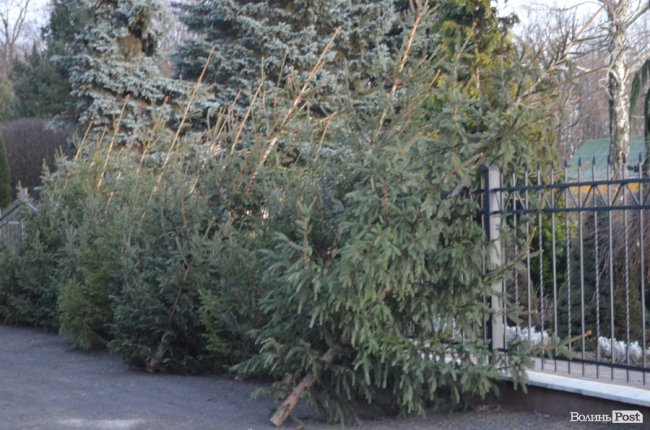 Як поблизу Луцька вирощують новорічні ялинки та сосни. ФОТО