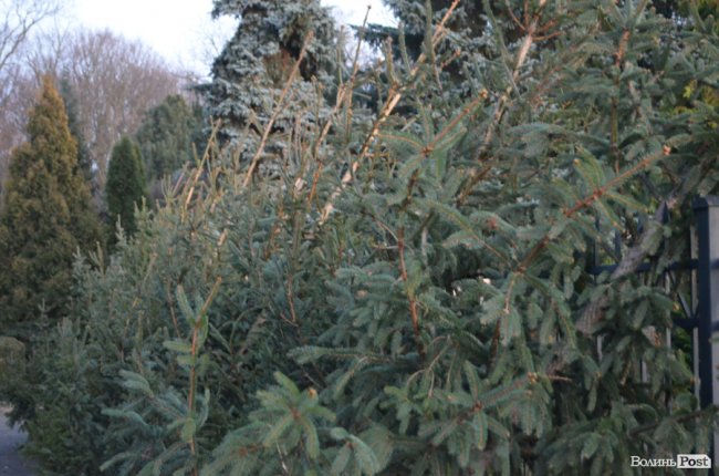 Як поблизу Луцька вирощують новорічні ялинки та сосни. ФОТО