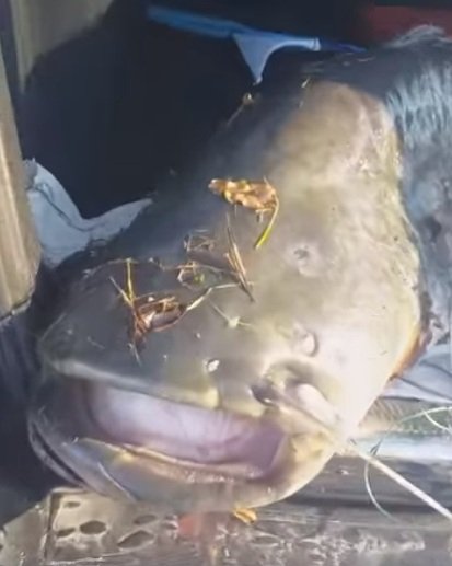 На Рівненщині рибалка упіймав гігантського сома. ФОТО