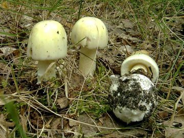 На Волині підліток, який отруївся грибами, помер