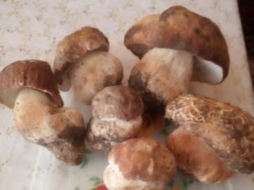 Стартував сезон білих грибів. ФОТО