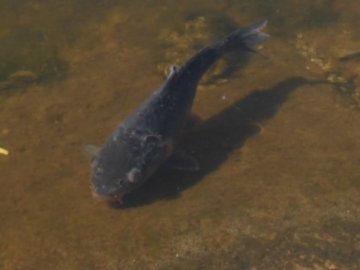 Загибель риби у волинському водосховищі не пов'язана із зарибленням. ВІДЕО