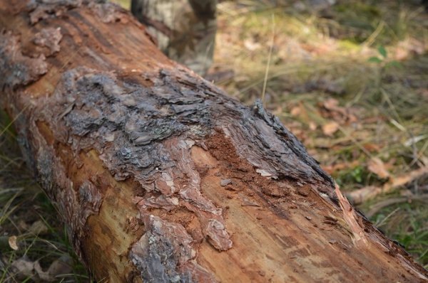 Санітарні рубки нам не вигідні, - лісівники. ФОТО Санітарні рубки нам не вигідні, - лісівники. ФОТО