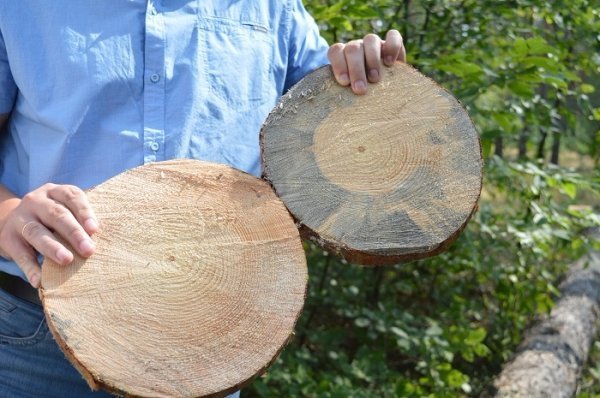 Санітарні рубки нам не вигідні, - лісівники. ФОТО Санітарні рубки нам не вигідні, - лісівники. ФОТО