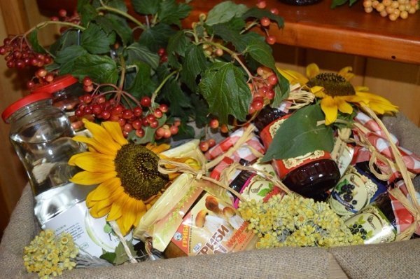 Санітарні рубки нам не вигідні, - лісівники. ФОТО Санітарні рубки нам не вигідні, - лісівники. ФОТО