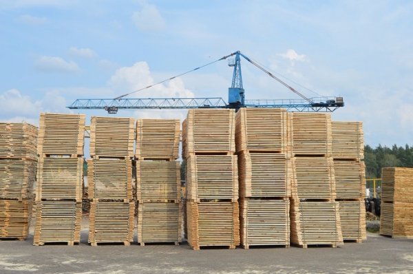 Санітарні рубки нам не вигідні, - лісівники. ФОТО Санітарні рубки нам не вигідні, - лісівники. ФОТО