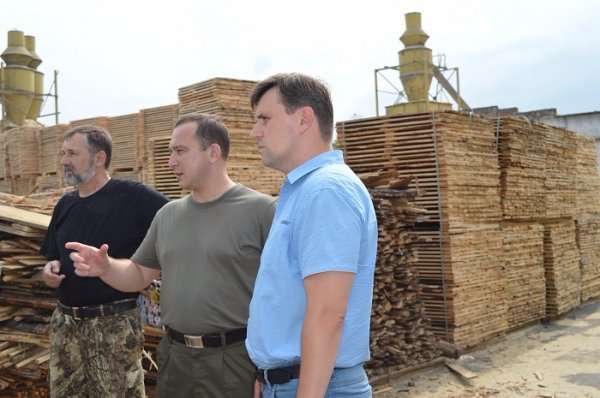 Санітарні рубки нам не вигідні, - лісівники. ФОТО Санітарні рубки нам не вигідні, - лісівники. ФОТО