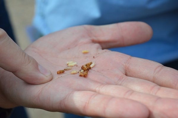 Санітарні рубки нам не вигідні, - лісівники. ФОТО Санітарні рубки нам не вигідні, - лісівники. ФОТО