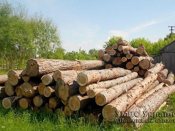 Вилучено незаконно вирубаного лісу на  майже 100 000 гривень. ФОТО