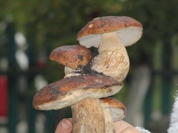 На Волині знайшли незвичного «багатоповерхового» гриба. ФОТО