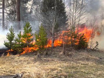 У селі на Волині люди підпалили траву, а згоріло понад 20 дерев