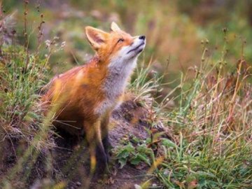 Відстріл лисиць та вакцинація: на Волині - боротьба зі сказом