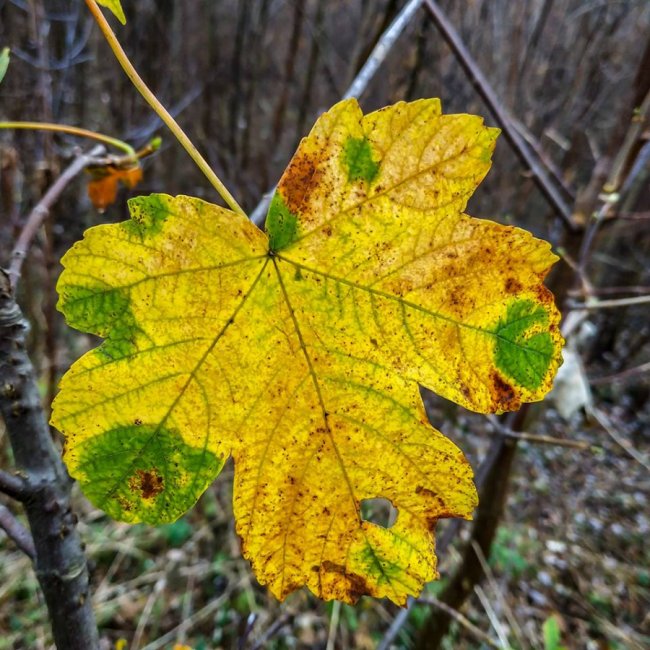 Моторошний луцький парк у полоні туману. ФОТО