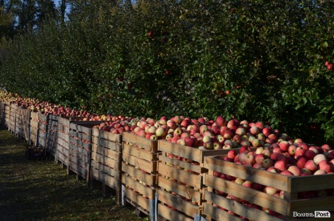 У яблуневому саду біля Луцька збирають врожай: як і за скільки купити фруктів на зиму. ФОТО
