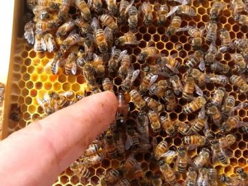Пасічники живуть довше, – екс-міліціонер з Волині, який лікує бджолами