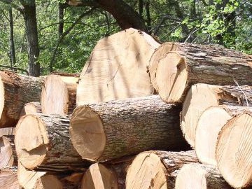 Волиняни рубали деревину на території Шацького національного парку