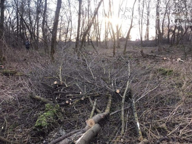 На одній з вулиць у Луцьку незаконно зрізали 30 здорових дерев. ФОТО