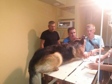 Неймовірна історія: як у Луцьку рятували пса і його власника