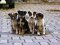 У Луцьку просять заборонити продаж «породистих» собак без документів