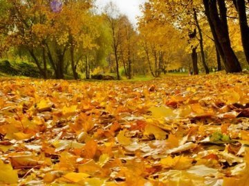 Погода в Луцьку та Волинській області на вівторок, 14 жовтня