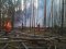 У Чорнобильській зоні горить ліс. ФОТО
