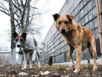 У місті на Волині бродячі собаки загризають курей